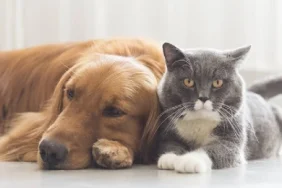 v2kedi-kpek_1679430839