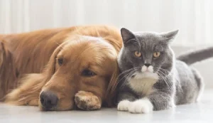 v2kedi-kpek_1679430839