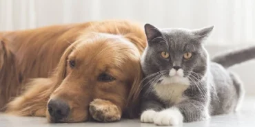 v2kedi-kpek_1679430839