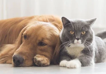 v2kedi-kpek_1679430839