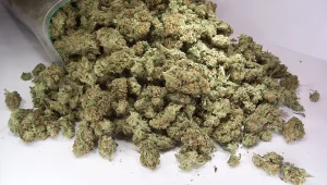 v2marihuana_1630146014.jpg.webp.webp.webp