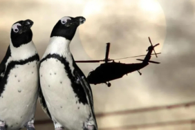 helikopterin-dusmesinin-sebebi-hayrete-dusurdu-penguen-3213018-copy.jpg