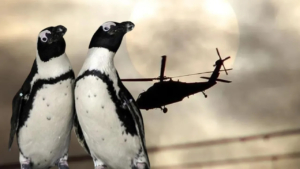 helikopterin-dusmesinin-sebebi-hayrete-dusurdu-penguen-3213018-copy.jpg