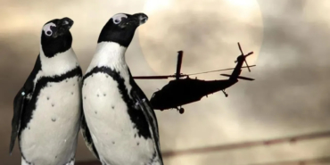 helikopterin-dusmesinin-sebebi-hayrete-dusurdu-penguen-3213018-copy.jpg