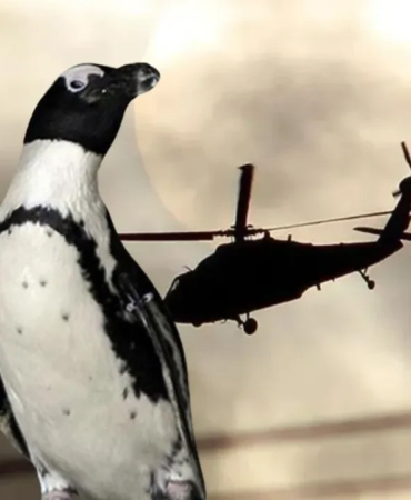 helikopterin-dusmesinin-sebebi-hayrete-dusurdu-penguen-3213018-copy.jpg