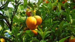 v2narenciye_1717071515.jpg.webp.webp.webp