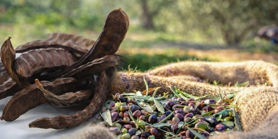 1786537205265HARNUP-ZEYTIN-1024x628-1.jpg