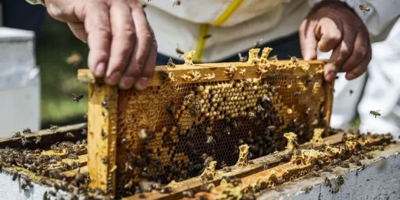 1787313194677thumbs_b_c_eee87dcf1f3a83b27fe896b74be66c40.webp.webp