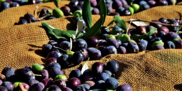 1787726512728zeytin-21.jpg