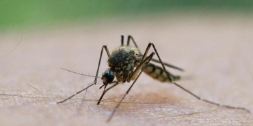 sinek-koronavirus-guncel-kibris.jpg
